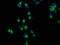 Protein amnionless antibody, LS-C680162, Lifespan Biosciences, Immunofluorescence image 