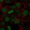 Forkhead Box Q1 antibody, NBP2-56026, Novus Biologicals, Immunofluorescence image 