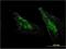 Membrane-bound transcription factor site-1 protease antibody, H00008720-M07, Novus Biologicals, Immunocytochemistry image 