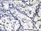 Glucosidase Alpha, Acid antibody, A01548, Boster Biological Technology, Immunohistochemistry frozen image 