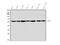 Non-POU Domain Containing Octamer Binding antibody, PB9875, Boster Biological Technology, Western Blot image 