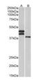 Fc Receptor Like 1 antibody, orb233659, Biorbyt, Western Blot image 