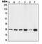 Tyrosine 3-Monooxygenase/Tryptophan 5-Monooxygenase Activation Protein Gamma antibody, MBS820681, MyBioSource, Western Blot image 