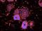 p65 antibody, orb344390, Biorbyt, Immunofluorescence image 
