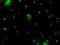 Phosphoglycerate Mutase 2 antibody, TA503399, Origene, Immunofluorescence image 