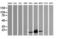 CD3 antibody, LS-C174661, Lifespan Biosciences, Western Blot image 