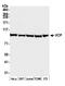 Valosin Containing Protein antibody, A300-588A, Bethyl Labs, Western Blot image 