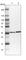 DnaJ Heat Shock Protein Family (Hsp40) Member B14 antibody, HPA036016, Atlas Antibodies, Western Blot image 