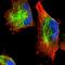 Chromosome 11 Open Reading Frame 95 antibody, HPA045002, Atlas Antibodies, Immunofluorescence image 
