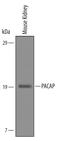 PACAP27 antibody, AF6380, R&D Systems, Western Blot image 