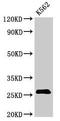 Signal Peptidase Complex Subunit 2 antibody, LS-C395502, Lifespan Biosciences, Western Blot image 