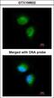 Metabolism Of Cobalamin Associated C antibody, LS-C185841, Lifespan Biosciences, Immunocytochemistry image 