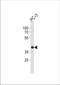Cyclic AMP-responsive element-binding protein 3-like protein 4 antibody, TA324604, Origene, Western Blot image 