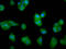 Late Cornified Envelope 3C antibody, LS-C680757, Lifespan Biosciences, Immunofluorescence image 