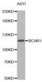 BCAR1 Scaffold Protein, Cas Family Member antibody, abx000879, Abbexa, Western Blot image 