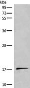 UCN3 antibody, PA5-68437, Invitrogen Antibodies, Western Blot image 