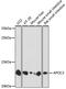 APOC3 antibody, 15-365, ProSci, Western Blot image 