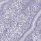 RNA-binding protein 44 antibody, HPA003298, Atlas Antibodies, Immunohistochemistry paraffin image 
