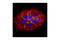 Tight Junction Protein 2 antibody, 2847S, Cell Signaling Technology, Immunofluorescence image 