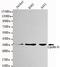 Cyclin H antibody, GTX49246, GeneTex, Western Blot image 