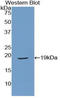 Relaxin 1 antibody, LS-C296209, Lifespan Biosciences, Western Blot image 