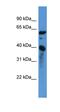 Calponin 3 antibody, orb331078, Biorbyt, Western Blot image 