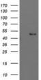 PBX1 antibody, NBP2-00872, Novus Biologicals, Western Blot image 