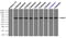 Nuclear Receptor Binding Protein 1 antibody, TA500457, Origene, Immunoprecipitation image 