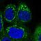 Succinate-CoA Ligase Alpha Subunit antibody, NBP1-89489, Novus Biologicals, Immunofluorescence image 