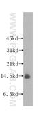 Ubiquinol-Cytochrome C Reductase Binding Protein antibody, 10756-1-AP, Proteintech Group, Western Blot image 