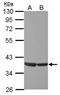 ETS Transcription Factor ELK3 antibody, NBP2-16315, Novus Biologicals, Western Blot image 