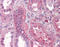 Fibroblast Growth Factor Receptor 1 antibody, TA318605, Origene, Immunohistochemistry paraffin image 