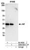 Zinc Finger Protein 346 antibody, A304-341A, Bethyl Labs, Immunoprecipitation image 
