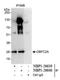 Nucleic Acid Binding Protein 1 antibody, NBP1-26639, Novus Biologicals, Immunoprecipitation image 