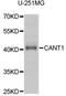 Calcium Activated Nucleotidase 1 antibody, STJ28263, St John