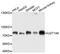 UDP-glucuronosyltransferase 1-6 antibody, abx135951, Abbexa, Western Blot image 