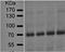 Keratin 3 antibody, orb76608, Biorbyt, Western Blot image 