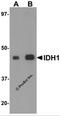 Isocitrate Dehydrogenase (NADP(+)) 1, Cytosolic antibody, 5819, ProSci Inc, Western Blot image 