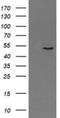 PNMA Family Member 3 antibody, NBP2-46460, Novus Biologicals, Western Blot image 