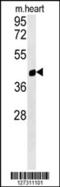 Prostaglandin reductase 1 antibody, 62-111, ProSci, Western Blot image 