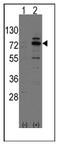 Cdc42 Guanine Nucleotide Exchange Factor 9 antibody, AP12327PU-N, Origene, Western Blot image 