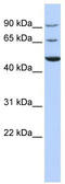 Potassium Voltage-Gated Channel Subfamily D Member 3 antibody, TA338757, Origene, Western Blot image 