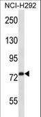 Rabphilin 3A antibody, LS-C162694, Lifespan Biosciences, Western Blot image 
