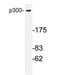 E1A Binding Protein P300 antibody, AP20224PU-N, Origene, Western Blot image 