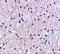 SEN1 antibody, A30172, Boster Biological Technology, Immunohistochemistry paraffin image 