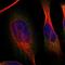Sterile Alpha Motif Domain Containing 4B antibody, HPA016800, Atlas Antibodies, Immunofluorescence image 