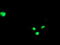 ETS domain-containing protein Elk-3 antibody, LS-C173332, Lifespan Biosciences, Immunofluorescence image 