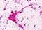 P2Y purinoceptor 1 antibody, NLS387, Novus Biologicals, Immunohistochemistry frozen image 