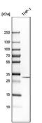 Tropomyosin 3 antibody, NBP1-87382, Novus Biologicals, Western Blot image 