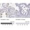 MYCBP Associated Protein antibody, NBP2-14790, Novus Biologicals, Immunohistochemistry paraffin image 